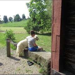 Cocker Spaniel and Great Pyrenees All Grown Up from Maple Way