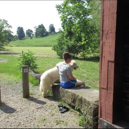 Cocker Spaniel and Great Pyrenees All Grown Up from Maple Way
