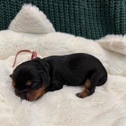 Ella - Black and tan female Cavalier King Charles Spaniel puppy in Ocala, Florida from Ray of Sunshine Spaniels LLC