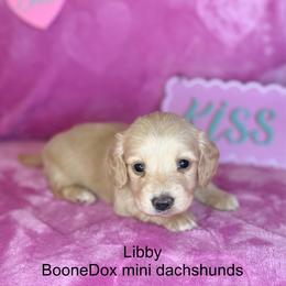 Libby - Cream female Dachshund puppy in Lexington, Oklahoma from BooneDox Miniature Dachshunds