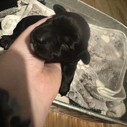 Puppy 6 - Black female Miniature Schnauzer puppy in Morehead, Kentucky from Stevens Mini Schnauzers