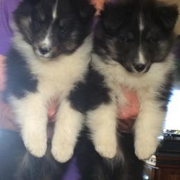 Shetland Sheepdog Puppies from BranGay Shetland Sheepdogs Since 1971