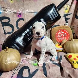 Dalmatian Puppies from Spotty Bottom Dalmatians