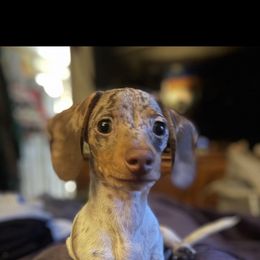Sharknado - Dachshund