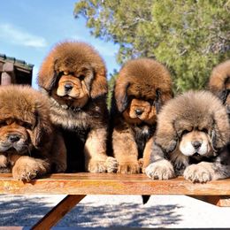 Tibetan Mastiff Puppies from DRAKYI TIBETAN MASTIFFS