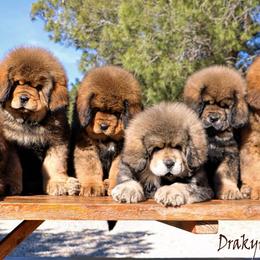 Tibetan Mastiff Puppies from DRAKYI TIBETAN MASTIFFS