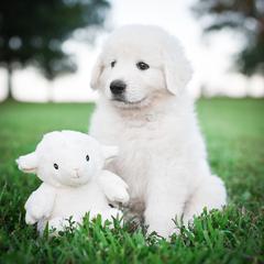 Border Collie, Bordoodle, and Maremma Sheepdog Puppies from 2J 2K Border Collies