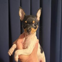 Baby B1B - White black and tan female Toy Fox Terrier puppy in Clermont, Florida from Debbie Hiles's Toy Fox Terriers