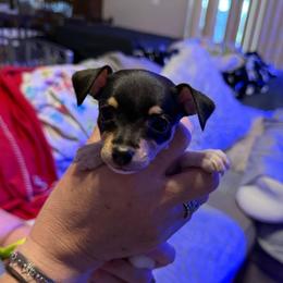 Riley Pup 3 - White black and tan female Toy Fox Terrier puppy in Clermont, Florida from Debbie Hiles's Toy Fox Terriers