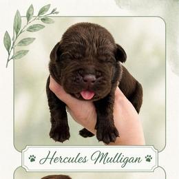 Hercules Mulligan - Chocolate male Labrador Retriever puppy in Morriston, Florida from Penny Lane Labradors