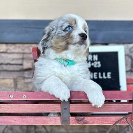 Villanelle - Toy Australian Shepherd puppy in Deridder, Louisiana from AussieSmiths