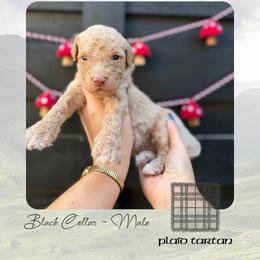 Plaid Tartan - Black Collar - Apricot male Goldendoodle puppy in Garland, Texas from Twilight Doodles