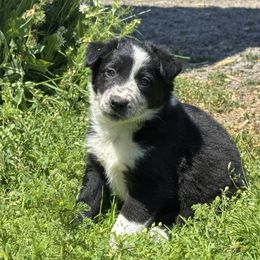 Boy 3 - Black and white male Border Collie puppy in Centerville, Washington from Forthright Farms