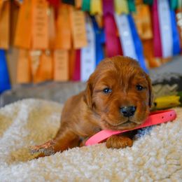 Golden Retriever Puppies from Red Prairie Retrievers
