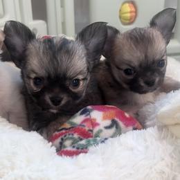 Chihuahua and Labrador Retriever Puppies from Cranbrook Kennels