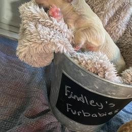Boston Terrier and French Bulldog Puppies from Findley’s Furbabies
