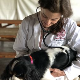 Cavalier King Charles Spaniel Puppies from Chestnut Ridge Cavaliers