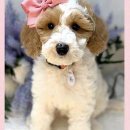 Ellen - Apricot female Australian Labradoodle puppy in Gladstone, Oregon from Beaver State Labradoodles