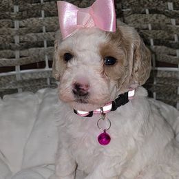 Remi Pink - Parti female Goldendoodle puppy in Vernon, Texas from Sugarland's Texas Goldendoodles