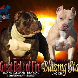 American Bully puppies from Wulfsbane American Bullies