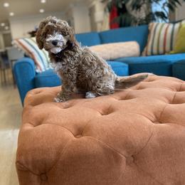 Goldendoodle Puppies from Lady Paws Puppies