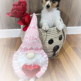 Collie Puppies from Cold Mountain Collies