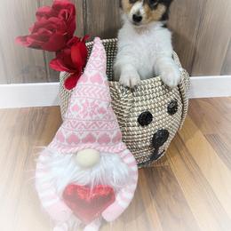 Collie Puppies from Cold Mountain Collies