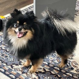Lexi - Pomeranian