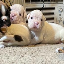 Boxer Puppies from Rose’s Supercharged Boxers
