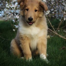 Collie Puppies from Circle H Farm