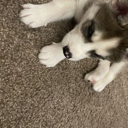 Siberian Husky Puppies from Double Trouble Huskies