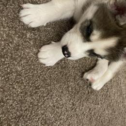 Siberian Husky Puppies from Double Trouble Huskies