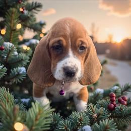 Wanda - Mahogany and white female Basset Hound puppy in Inman, Nebraska from Sandhill Hounds of Nebraska