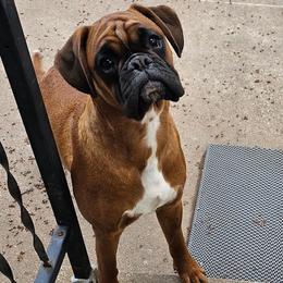 Cami - Fawn female Boxer puppy in East Moline, Illinois from WildRiver Boxers