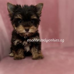 Yorkshire Terrier Puppies from Enchanted Yorkies