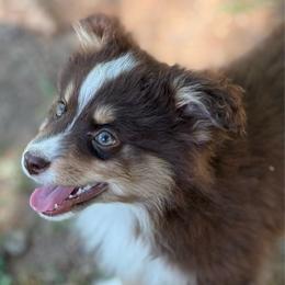 Knox - Red tri male Miniature Australian Shepherd puppy in Patterson, North Carolina from DreamLine Aussies