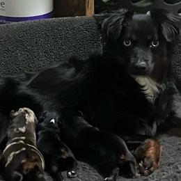 Toy Australian Shepherd puppies from Triple J Aussies and Corgis