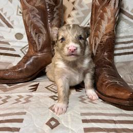 Sunnie - Red merle female Australian Shepherd puppy in Rose Hill, North Carolina from Motega Australian Shepherds