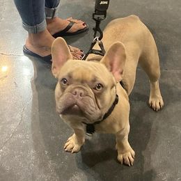 French Bulldogs from Crazy Exotic Dawgz Kennel Club