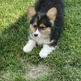 Hershey - Black and tan Pembroke Welsh Corgi puppy in Great Bend, Kansas from Mak-N-Hay Farms