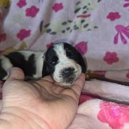 Pink - Black and white female Basset Hound puppy in Russellville, Kentucky from Morse's Basset Hounds