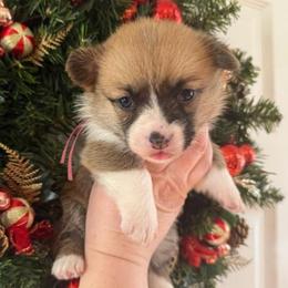Pixie Girl 6 Pink - Sable female Pembroke Welsh Corgi puppy in Shelley, Idaho from Whistling Wind Corgi’s