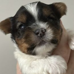 Winston - Parti male Yorkshire Terrier puppy in Pana, Illinois from Lucky Star Yorkies