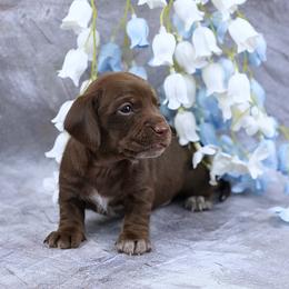VENAYA - AKC Registered - Chocolate female Dachshund puppy in Graceville, Florida from Misty's 101 Doxies