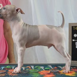 Boy 1 - White, black sable red American Hairless Terrier puppy in Alvin, Texas from Nekkid Ambition AHT's