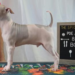 Boy 1 - White, black sable red American Hairless Terrier puppy in Alvin, Texas from Nekkid Ambition AHT's
