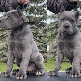 Cane Corso Puppies from Virtue Cane Corso