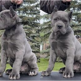 Cane Corso Puppies from Virtue Cane Corso