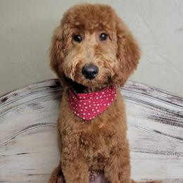 Rooster (Grey Collar) - Red  male Goldendoodle puppy in Scurry, Texas from 07 Seven Oaks Goldens and Doodles
