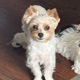 Yorkshire Terriers from Dallas Parti Yorkies